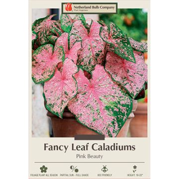 Caladium, Fancy Leaf 'Pink Beauty'