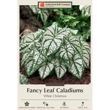 Caladium, Fancy Leaf 'White Christmas'