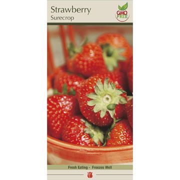 Fragaria, Strawberry 'Surecrop'