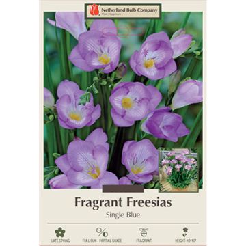 Freesia, Single Flowering 'Blue'