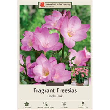 Freesia, Single Flowering 'Pink' 