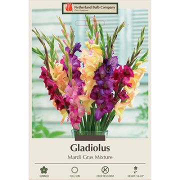 Gladiolus 'Mardi Gras Mixture'