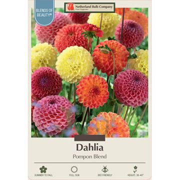 Dahlia 'Pompon Blend'