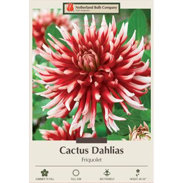 Dahlia, Cactus 'Friquolet'