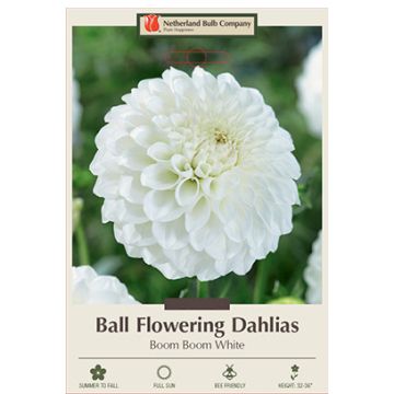 Dahlia, Ball 'Boom Boom White'