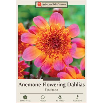 Dahlia, Anemone 'Floorinoor'