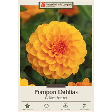 Dahlia, Pompon 'Golden Scepter'