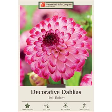 Dahlia, Decorative 'Little Robert'