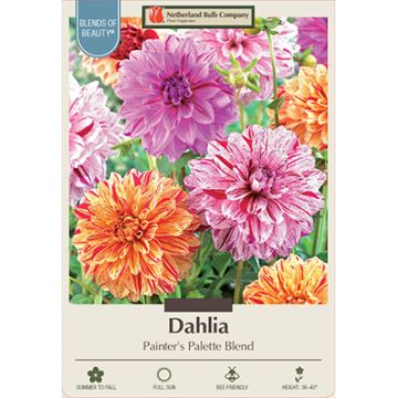 Dahlia 'Painter's Palette Blend' 