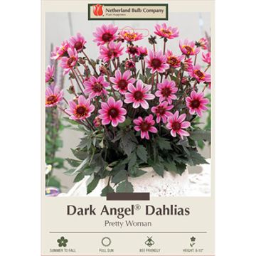 Dahlia, Dark Angel® 'Pretty Woman'