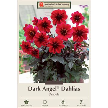 Dahlia, Dark Angel® 'Dracula'