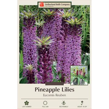 Eucomis, Pineapple Lily 'Reuben'