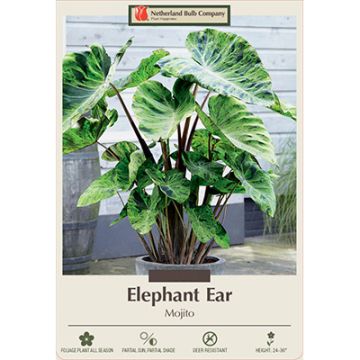 Colocasia, Elephant Ear 'Mojito'