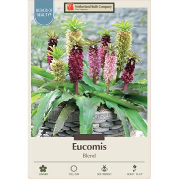 Eucomis, Pineapple Lily Blend