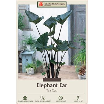 Colocasia, Elephant Ear 'Tea Cup'