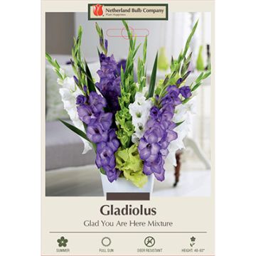 Gladiolus 'Glad You Are Here Mixture'