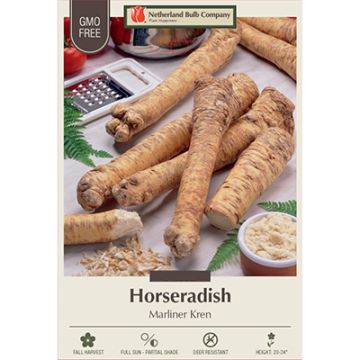 Armoracia, Horseradish 'Marliner Kren'