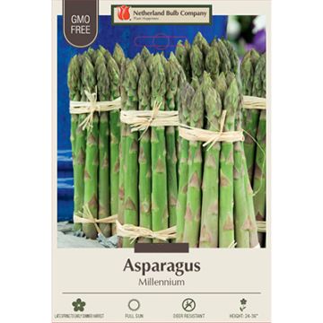 Asparagus 'Millennium'