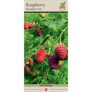 Rubus, Raspberry 'Brandywine'