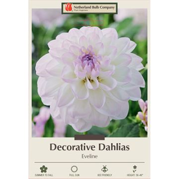 Dahlia, Decorative 'Eveline'