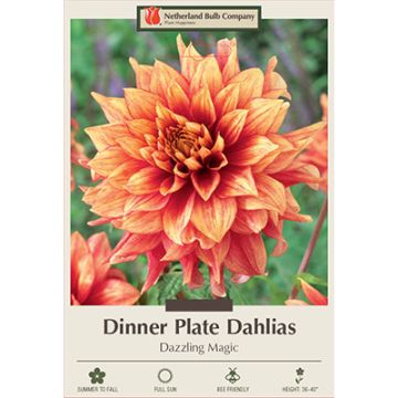 Dahlia, Dinner Plate 'Dazzling Magic'