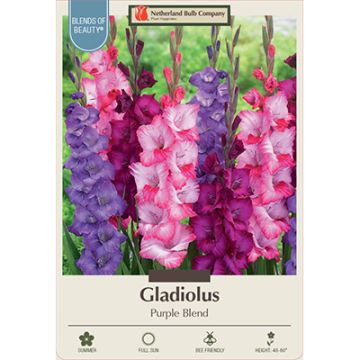 Gladiolus 'Purple Blend'