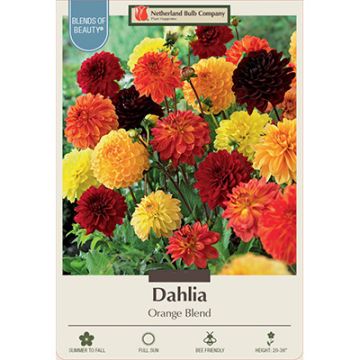 Dahlia 'Orange Blend'