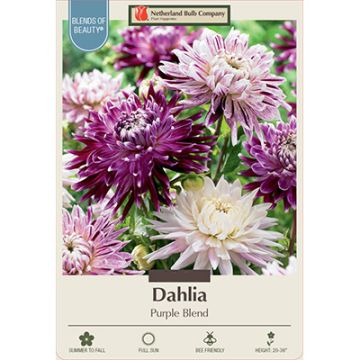 Dahlia 'Purple Blend'