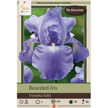 Iris, Bearded Iris 'Victoria Falls' 