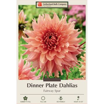 Dahlia, Dinner Plate 'Fairway Spur'