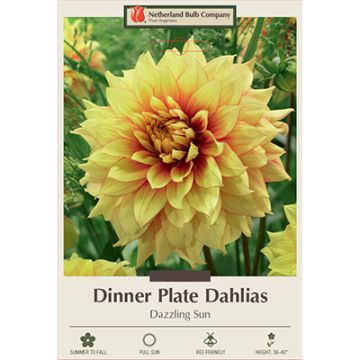 Dahlia, Dinner Plate 'Dazzling Sun'