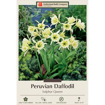 Hymenocallis, Peruvian Daffodil 'Sulphur Queen'