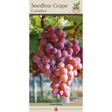 Vitis, Seedless Grape 'Canadise'