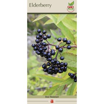 Sambucus, Elderberry