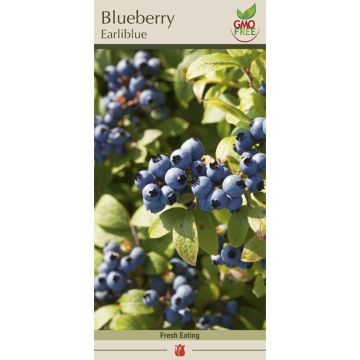 Vaccinium, Blueberry 'Earliblue'