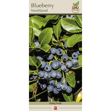 Vaccinium, Blueberry 'Northland'