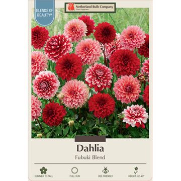 Dahlia 'Fubuki Blend'