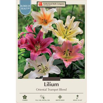 Lilium 'Oriental Trumpet Blend'