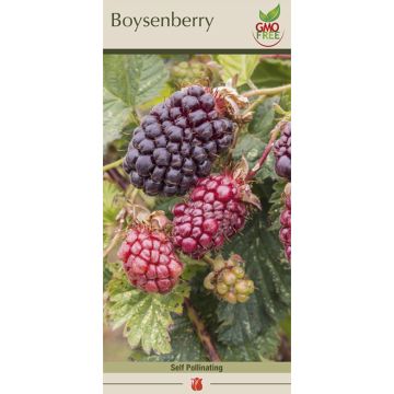 Rubus, Boysenberry