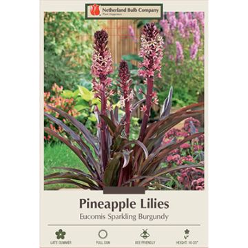 Eucomis, Pineapple Lily 'Sparkling Beauty'