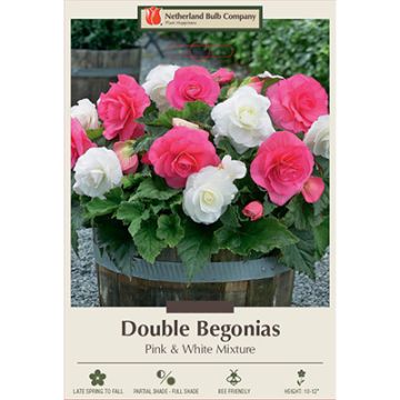 Begonia, Double 'Pink & White Mixture'