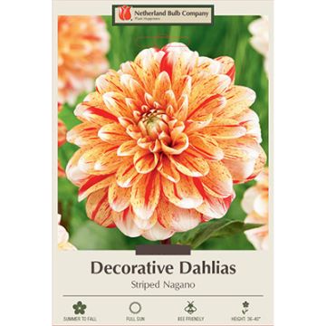 Dahlia, Decorative 'Striped Nagano'