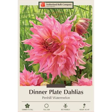 Dahlia, Dinner Plate 'Penhill Watermelon'