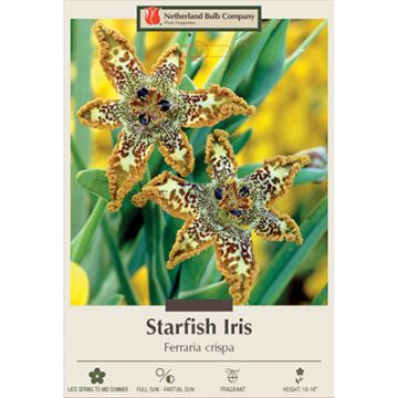 Ferraria, Starfish Iris