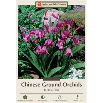 Bletilla, Chinese Ground Orchid 'Pink'