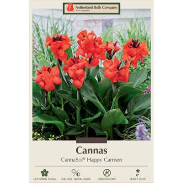 Canna, CannaSol® 'Happy Carmen'