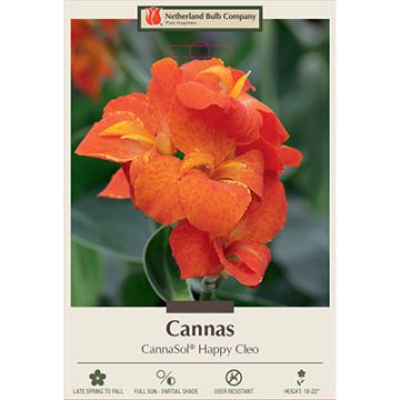 Canna, CannaSol® 'Happy Cleo'