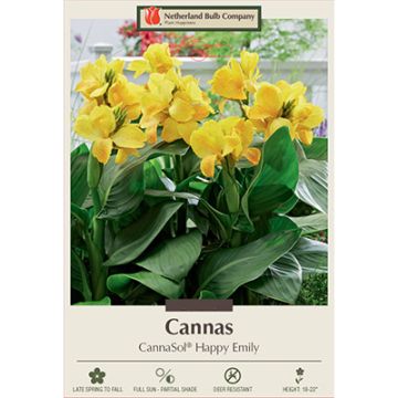 Canna, CannaSol® 'Happy Emily'