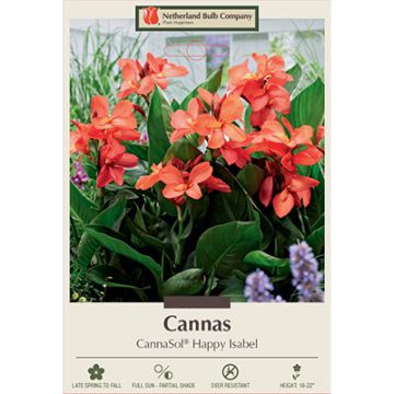 Canna, CannaSol® 'Happy Isabel'