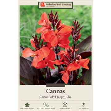 Canna, CannaSol® 'Happy Julia'